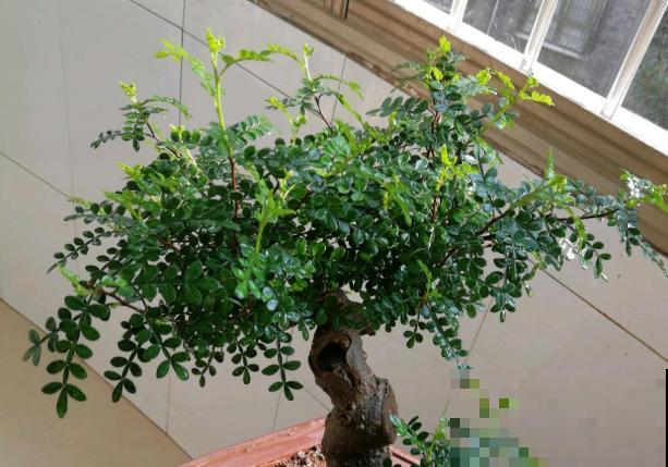 6种香草植物,驱蚊效果特别好,还能泡茶喝! 6种香草植物,驱蚊效果特别好,还能泡茶喝!