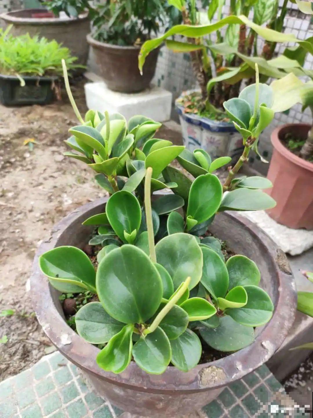 养了20年的玉树，满树开粉花，据说好运要来了！