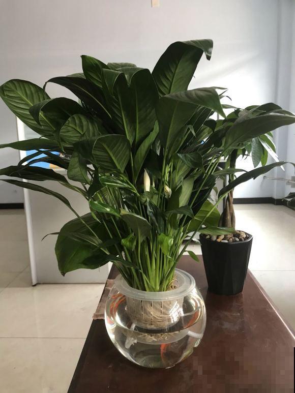 这3种花,水培比土培好养多了,花苞冒不停! 这3种花,水培比土培好养多了,花苞冒不停!