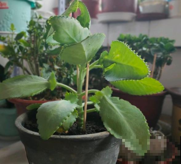 这花太能生崽,恨得用脚踩,结果越踩长得越多! 这花太能生崽,恨得用脚踩,结果越踩长得越多!