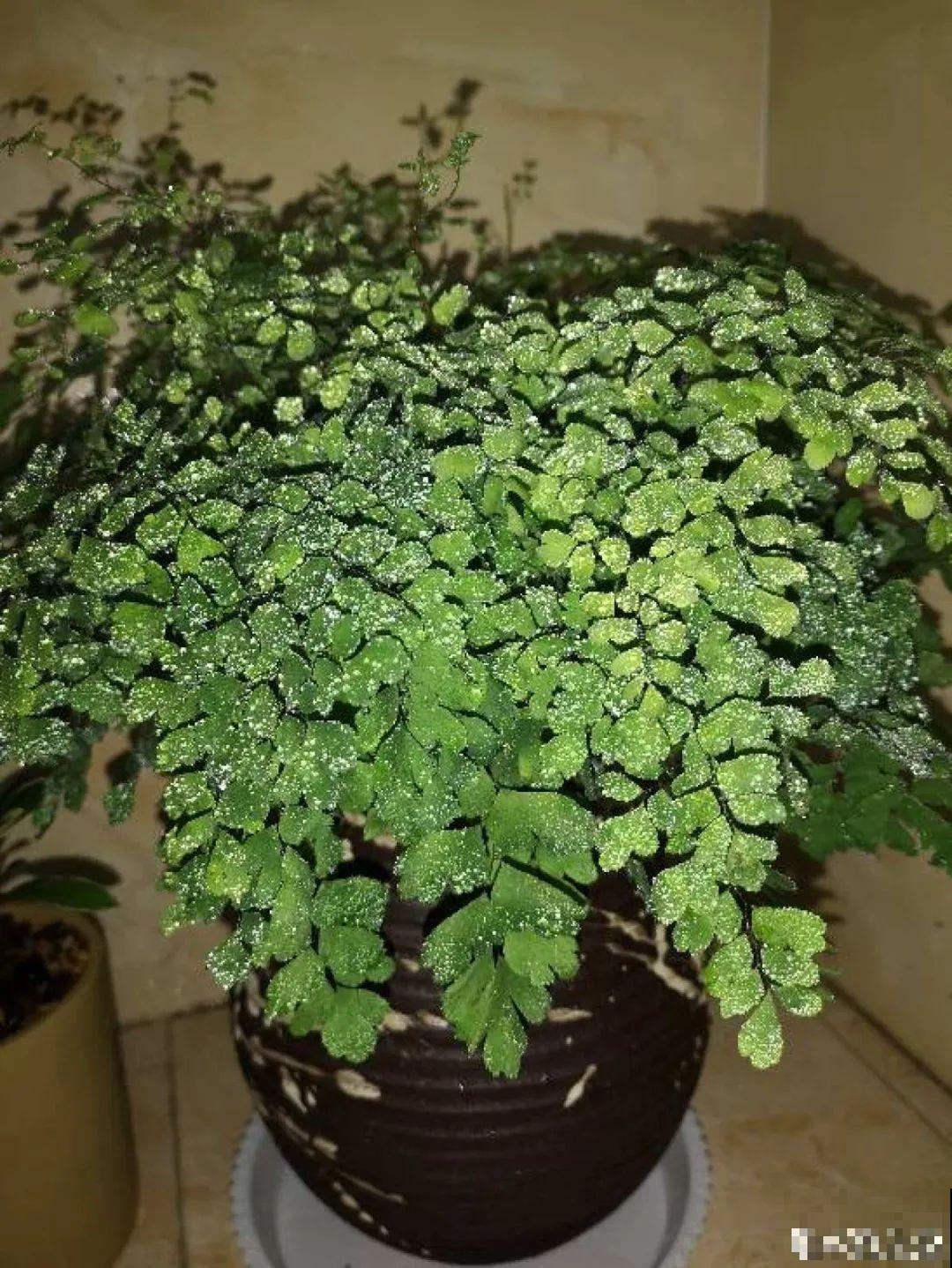 5种花,卧室不能养,离太近都不好! 5种花,卧室不能养,离太近都不好!