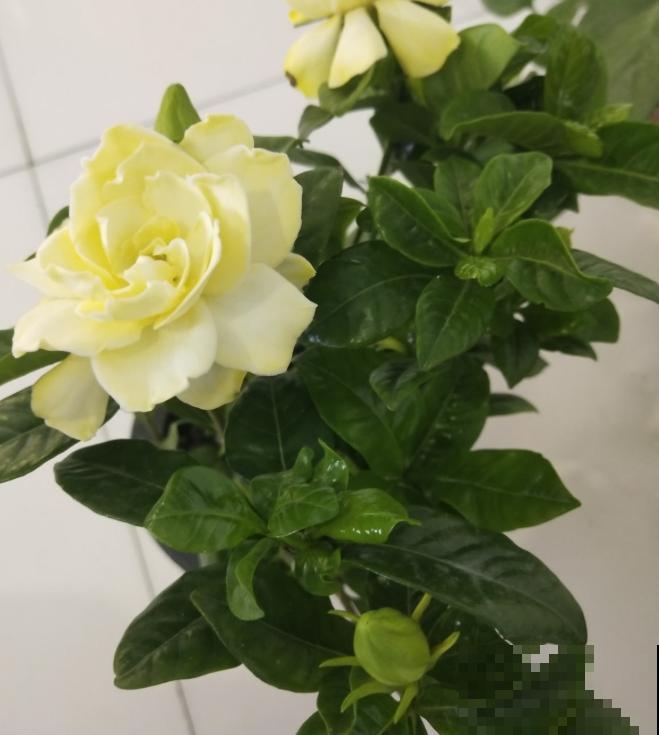 修剪最佳时机到了，有这花赶紧剪，晚了再也不开花！