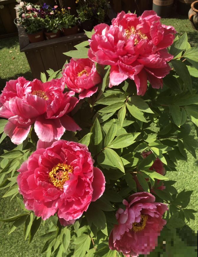 各国的国花，居然被他编成一首诗，太有才了！