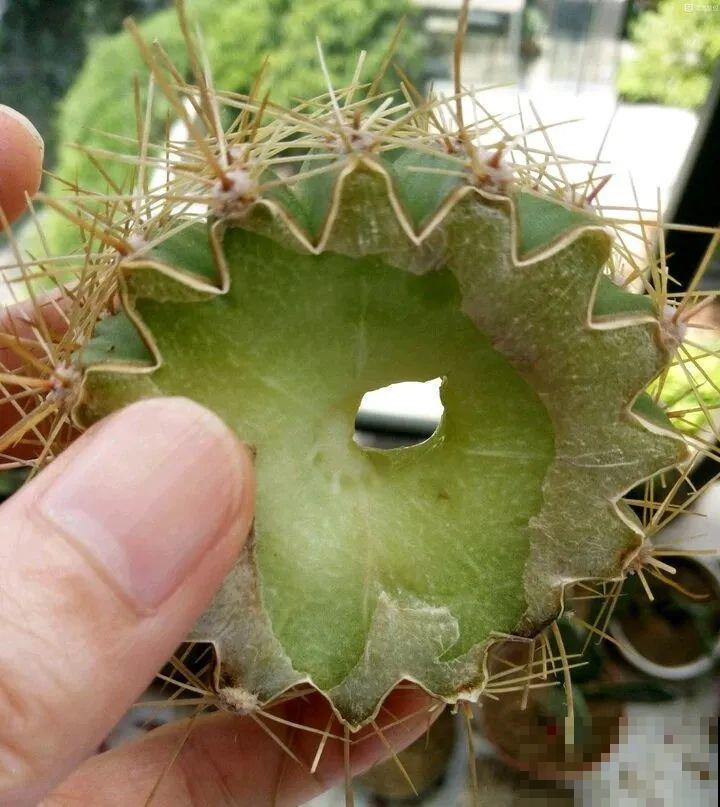 10种花,夏天怕淋雨,下雨赶紧搬进屋! 10种花,夏天怕淋雨,下雨赶紧搬进屋!