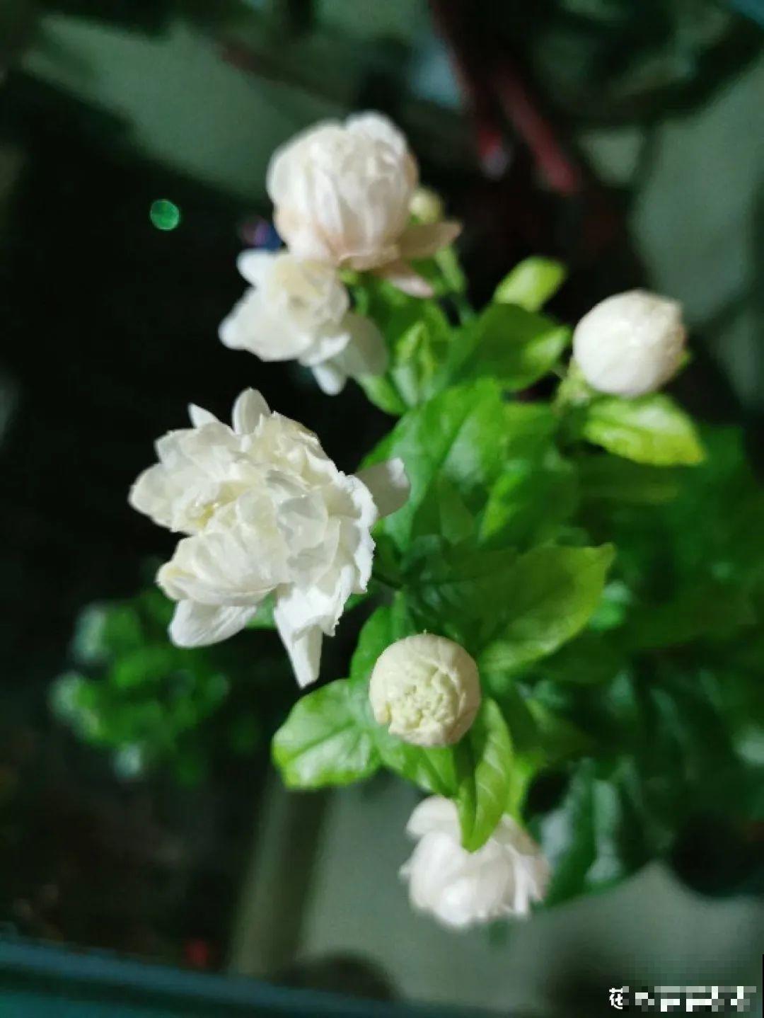 5种花,卧室不能养,离太近都不好! 5种花,卧室不能养,离太近都不好!