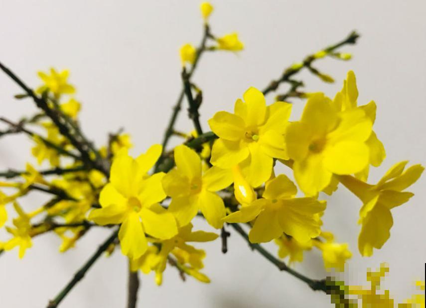 中国各城市市花，都在这里了，看看你所在的城市是什么花吧！