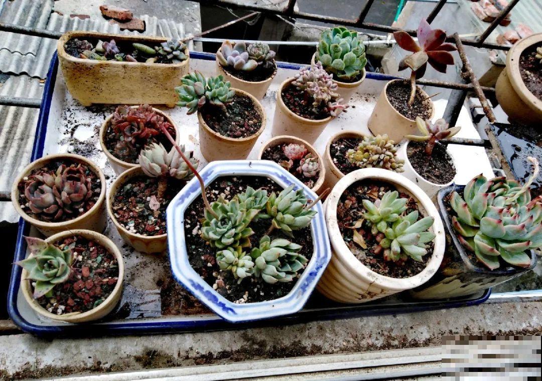 10种花,夏天怕淋雨,下雨赶紧搬进屋! 10种花,夏天怕淋雨,下雨赶紧搬进屋!