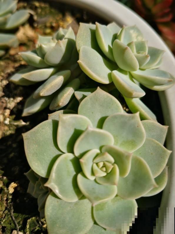 3种多肉黑腐王，夏天养最头疼，一不小心就死光