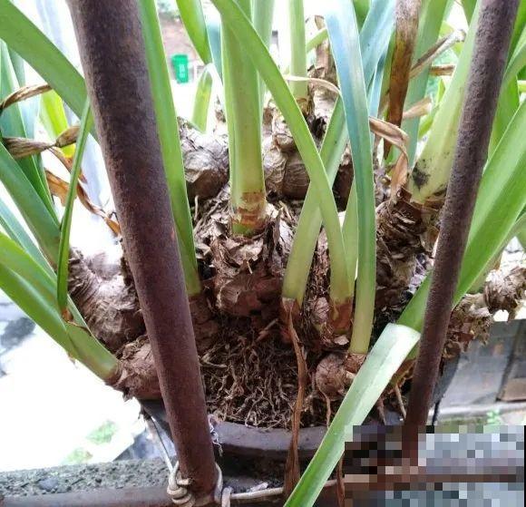 养这花，10年都不用换盆，照样养成传家宝