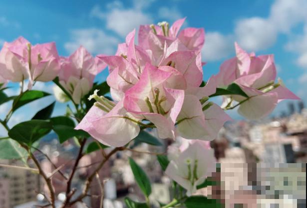 为什么手机拍出来的花,颜色总是失真?教你拍出真正好看的花! 为什么手机拍出来的花,颜色总是失真?教你拍出真正好看的花!