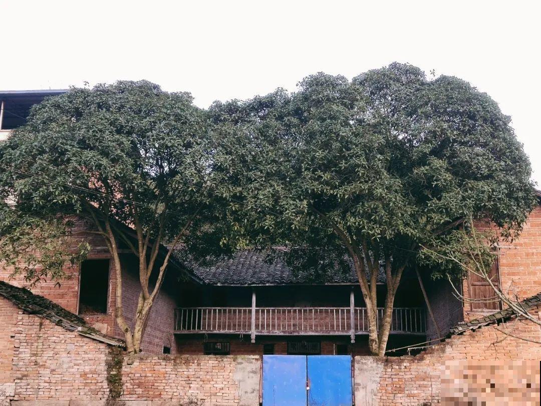 桂花一挪就死,养在大门口,10年就是传家宝! 桂花一挪就死,养在大门口,10年就是传家宝!