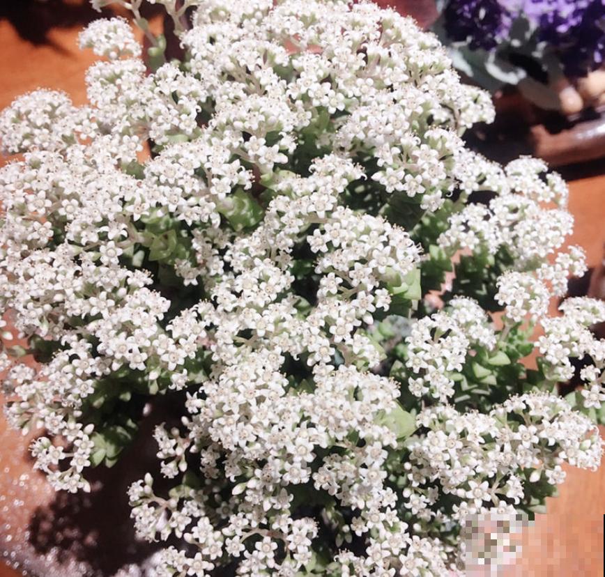 这种多肉,爆盆太可怕了,叶子多得往外溢! 这种多肉,爆盆太可怕了,叶子多得往外溢!