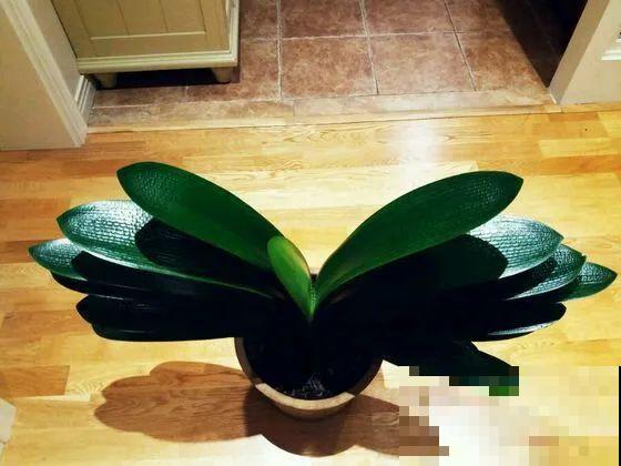 可以浇花的药,过期也要留着,保花不生虫、不生病! 可以浇花的药,过期也要留着,保花不生虫、不生病!