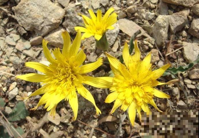 路边一种野花,能开2~3年不落,花瓣永不褪色! 路边一种野花,能开2~3年不落,花瓣永不褪色!