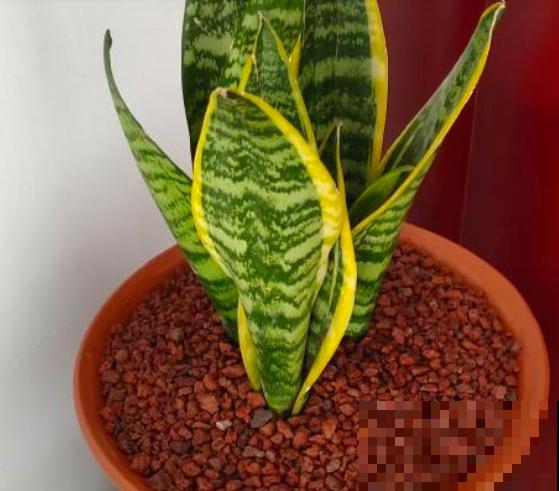 新买的花,套个花盆,成活率100%! 新买的花,套个花盆,成活率100%!