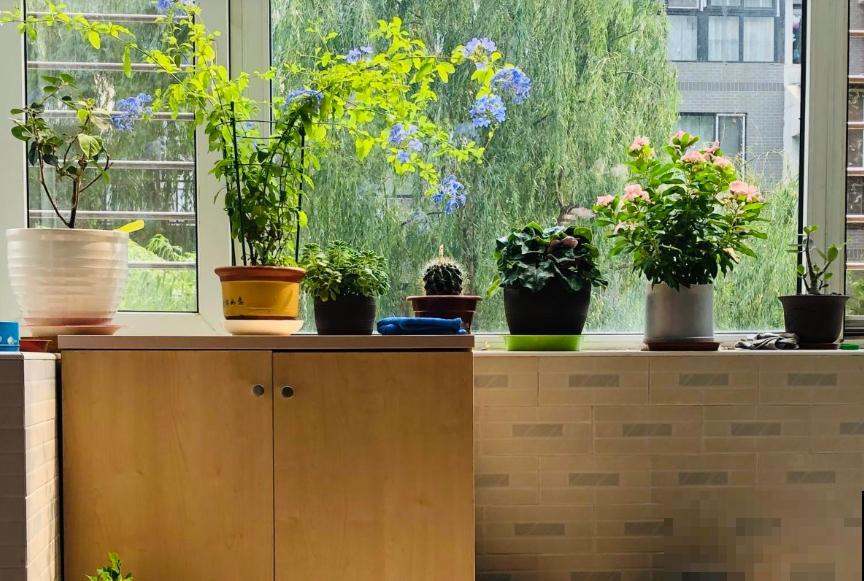 夏天喝杯养生茶，去湿除寒，身体一年都受益！