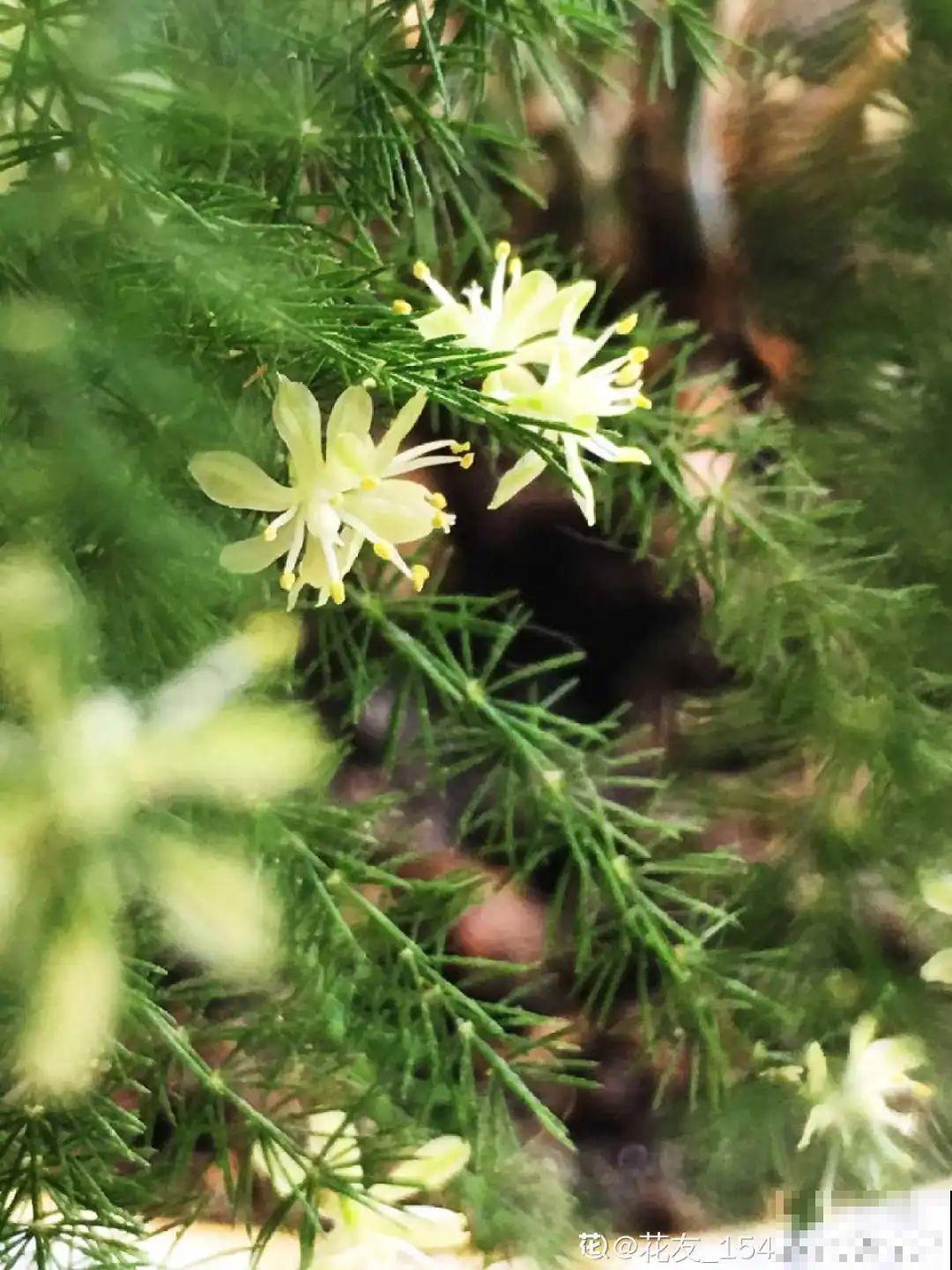 养了20年的玉树，满树开粉花，据说好运要来了！