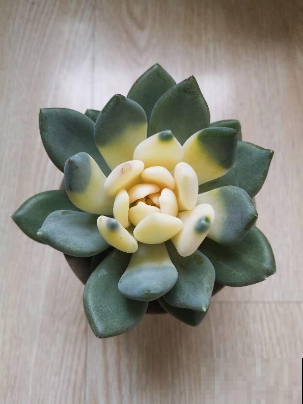 花市的花,叶子亮的闪眼睛,小心点,可能是喷了药 花市的花,叶子亮的闪眼睛,小心点,可能是喷了药