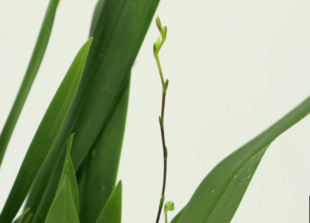 公认最好养的兰花,一次开花1000朵,满屋子兰香! 公认最好养的兰花,一次开花1000朵,满屋子兰香!