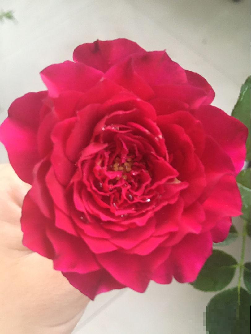 爱养花的女人，都有这7个特质