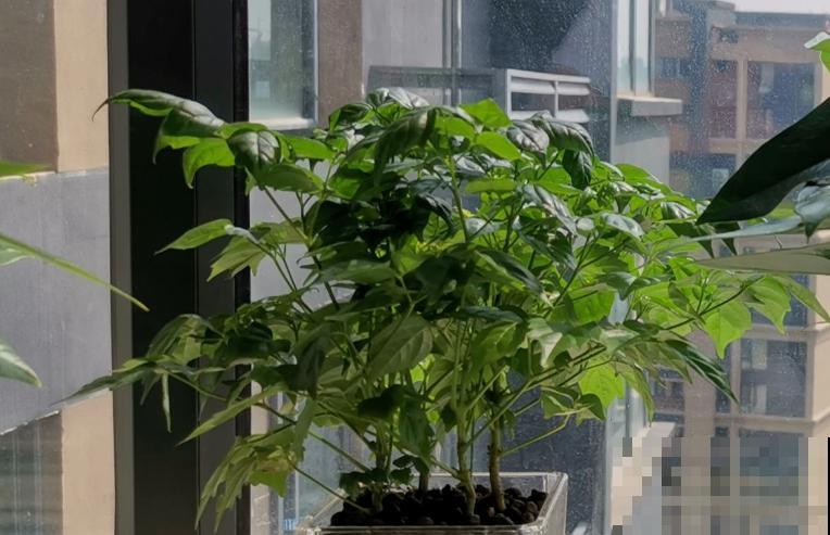 3种花最怕晒,一晒就枯死了,赶紧挪个地儿! 3种花最怕晒,一晒就枯死了,赶紧挪个地儿!