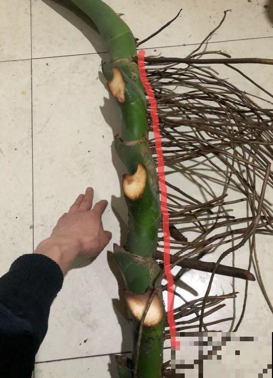 茉莉花扦插有机关，砍这一段枝条，插土里3天就活！