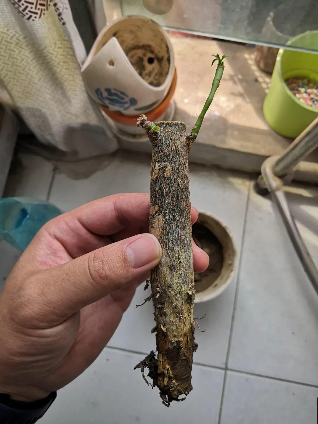 这花3年没浇水，却疯长得把盆撑爆，懒人福利啊！