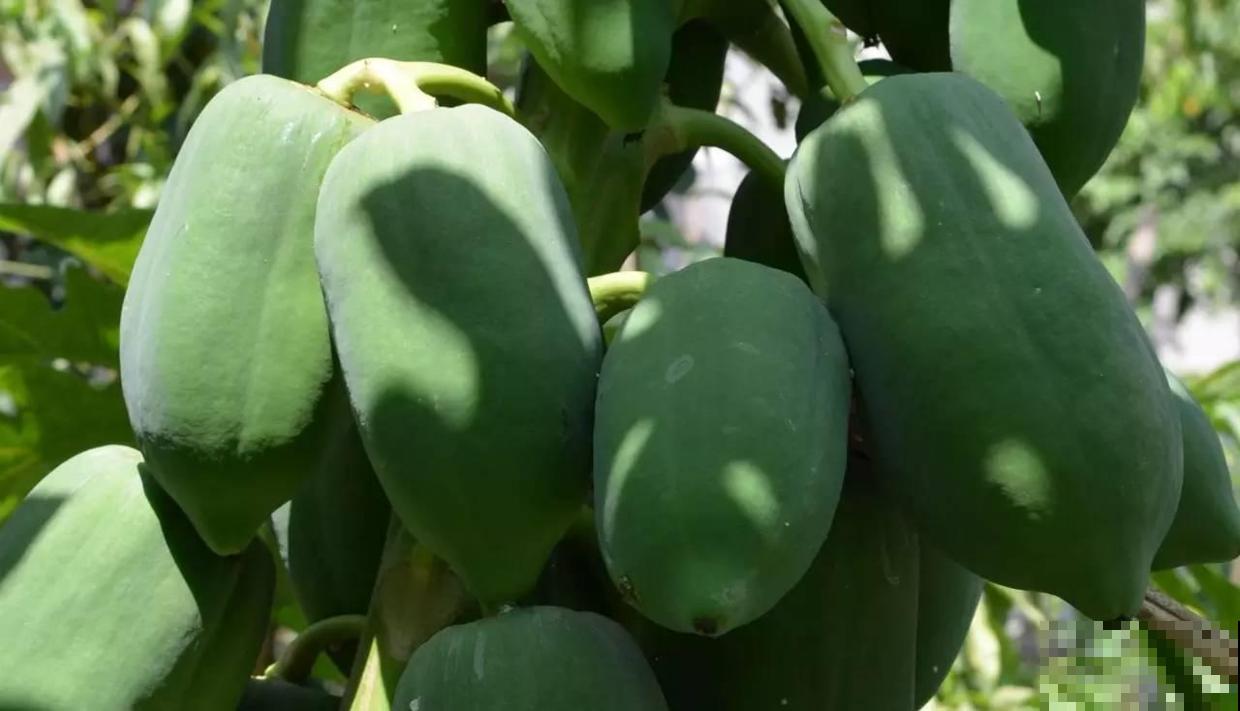 诗经里的植物,美了3000多年,有图有真相! 诗经里的植物,美了3000多年,有图有真相!