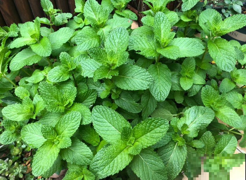 6种香草植物,驱蚊效果特别好,还能泡茶喝! 6种香草植物,驱蚊效果特别好,还能泡茶喝!