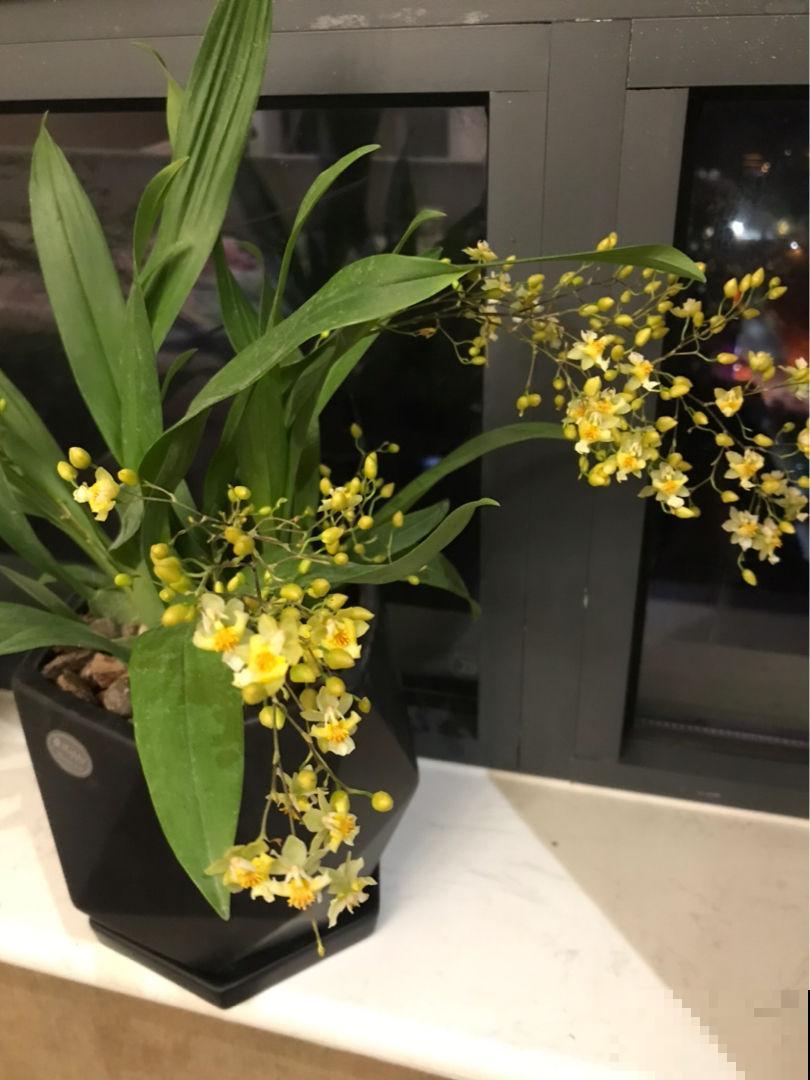 家里养盆跳舞兰，开花像是在跳舞，气质独特香气袭人