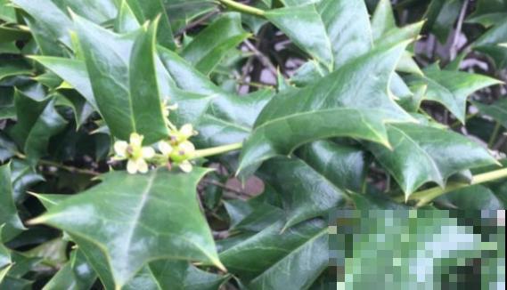 农村最奇特的植物，叶子长满刺，种门口可以防贼！