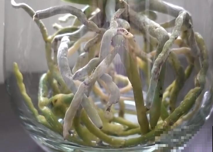 红掌喜欢纯水养，根长成人参，养10年都行！