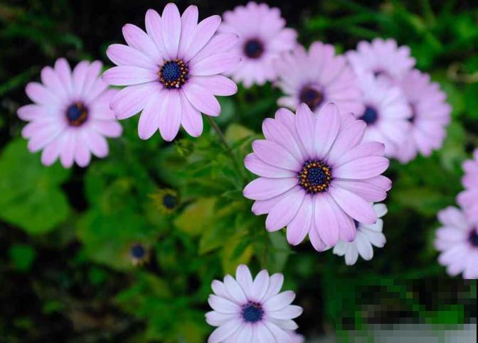 世界上品种最多的植物,没有之一,路边满大街都是! 世界上品种最多的植物,没有之一,路边满大街都是!