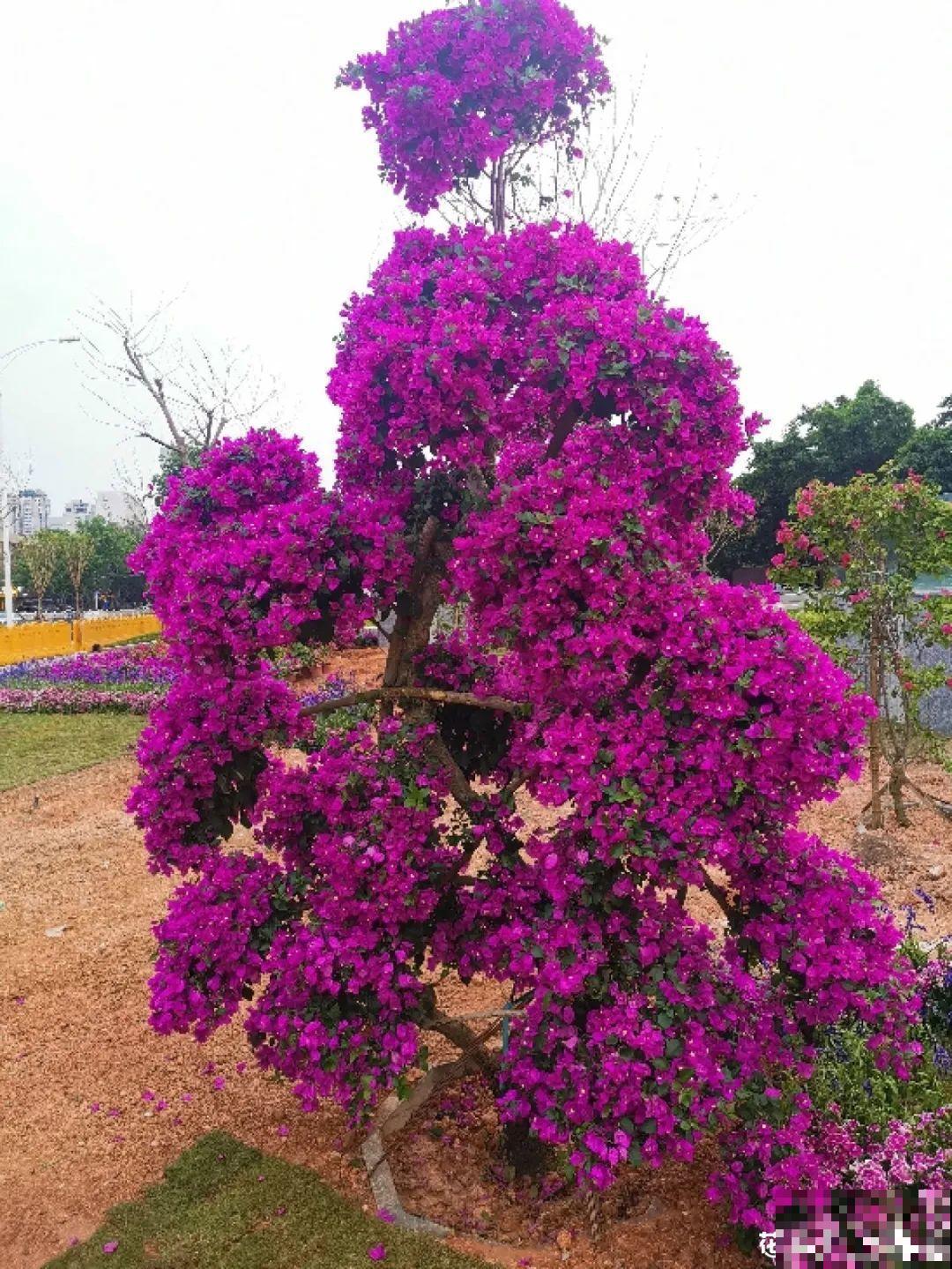 家里养盆松,代代出富翁,镇宅守家寓意好! 家里养盆松,代代出富翁,镇宅守家寓意好!