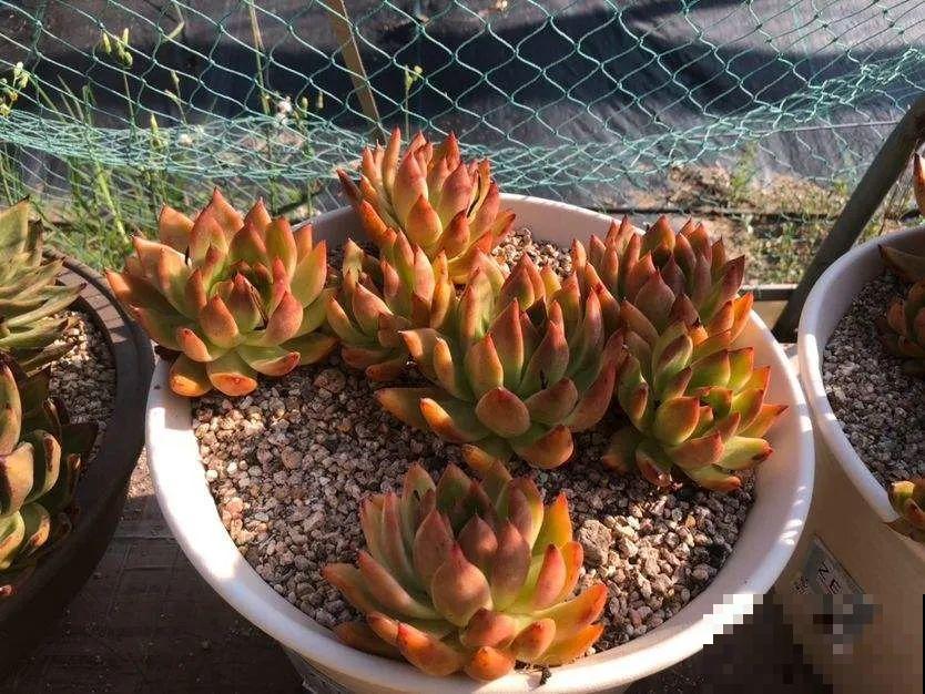 这花3年没浇水，却疯长得把盆撑爆，懒人福利啊！