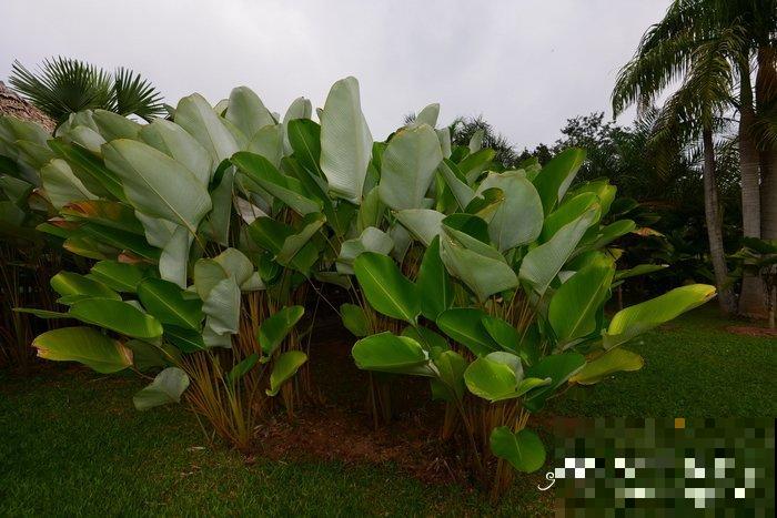 别养绿萝了,这种超级耐阴王,叶子比油画还美! 别养绿萝了,这种超级耐阴王,叶子比油画还美!