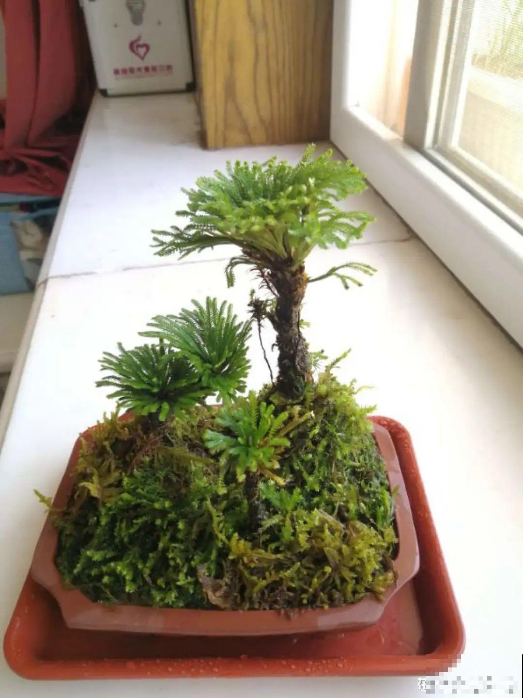 家里养盆松,代代出富翁,镇宅守家寓意好! 家里养盆松,代代出富翁,镇宅守家寓意好!