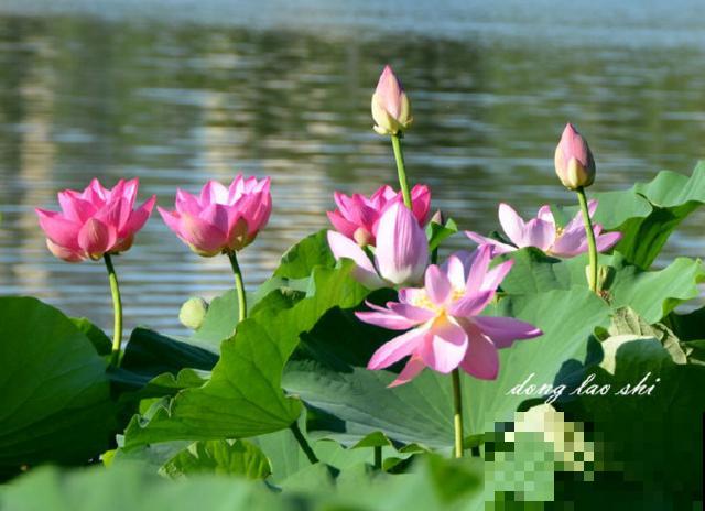 植物界2大成功定律:荷花定律、竹子定律! 植物界2大成功定律:荷花定律、竹子定律!