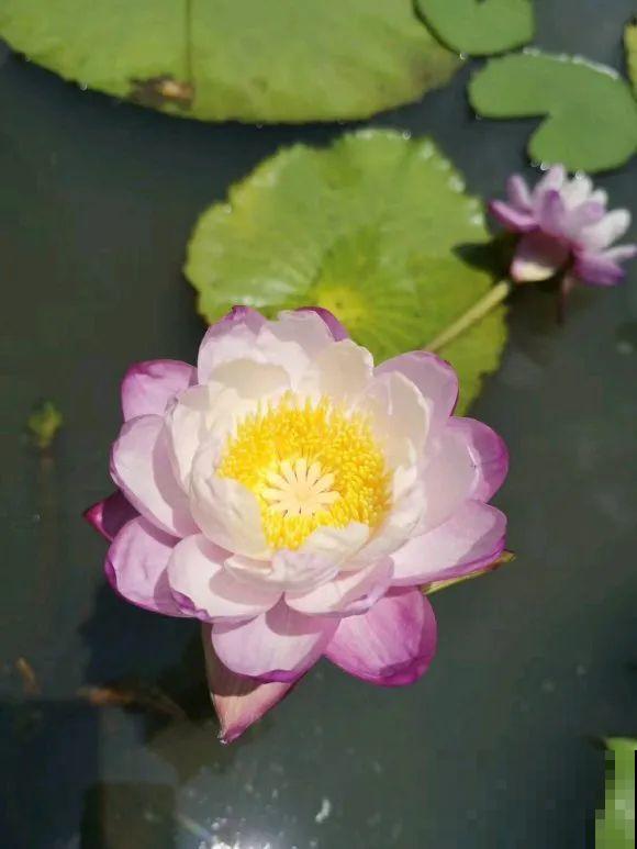 10种花,不怕风吹雨淋,不怕暴晒干旱,四季爆开花,堪称花坚强! 10种花,不怕风吹雨淋,不怕暴晒干旱,四季爆开花,堪称花坚强!