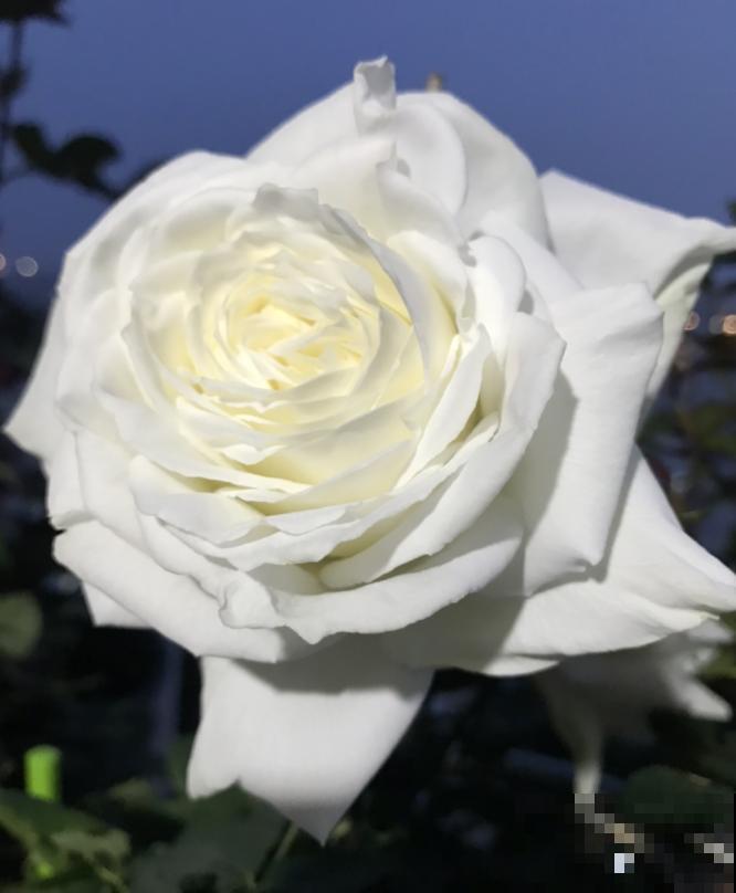 8款冷门月季，表现特别好，但是养的人不多！