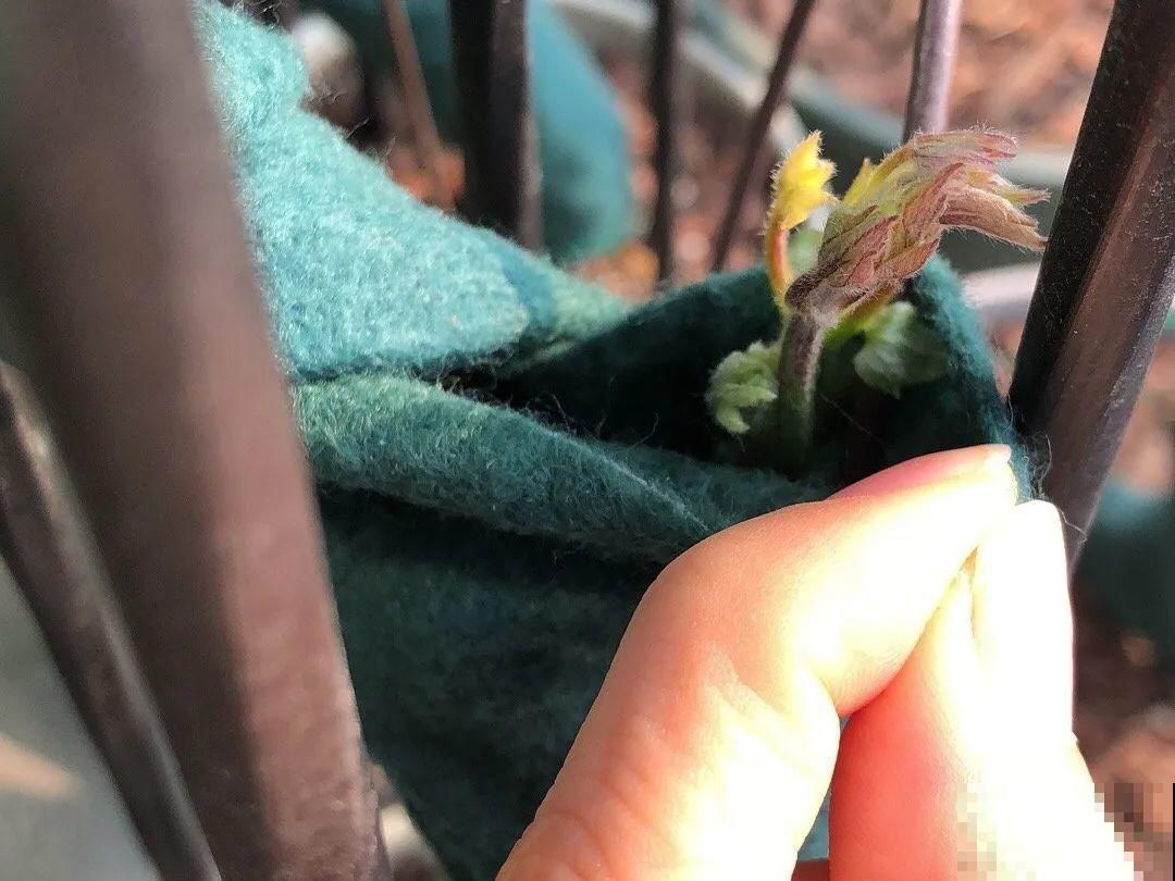 1种花现在剪,芽窜得更多,开出整面大花墙 1种花现在剪,芽窜得更多,开出整面大花墙