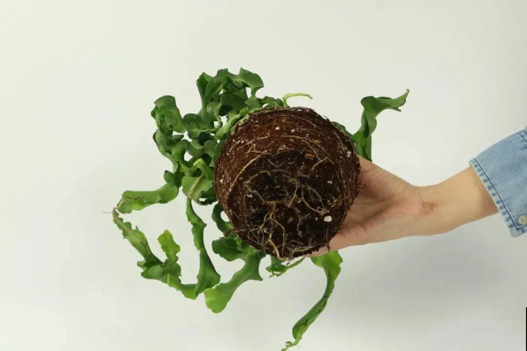 1种花只在夜里开，一次能开50朵，摘下来炒鸡蛋特香！