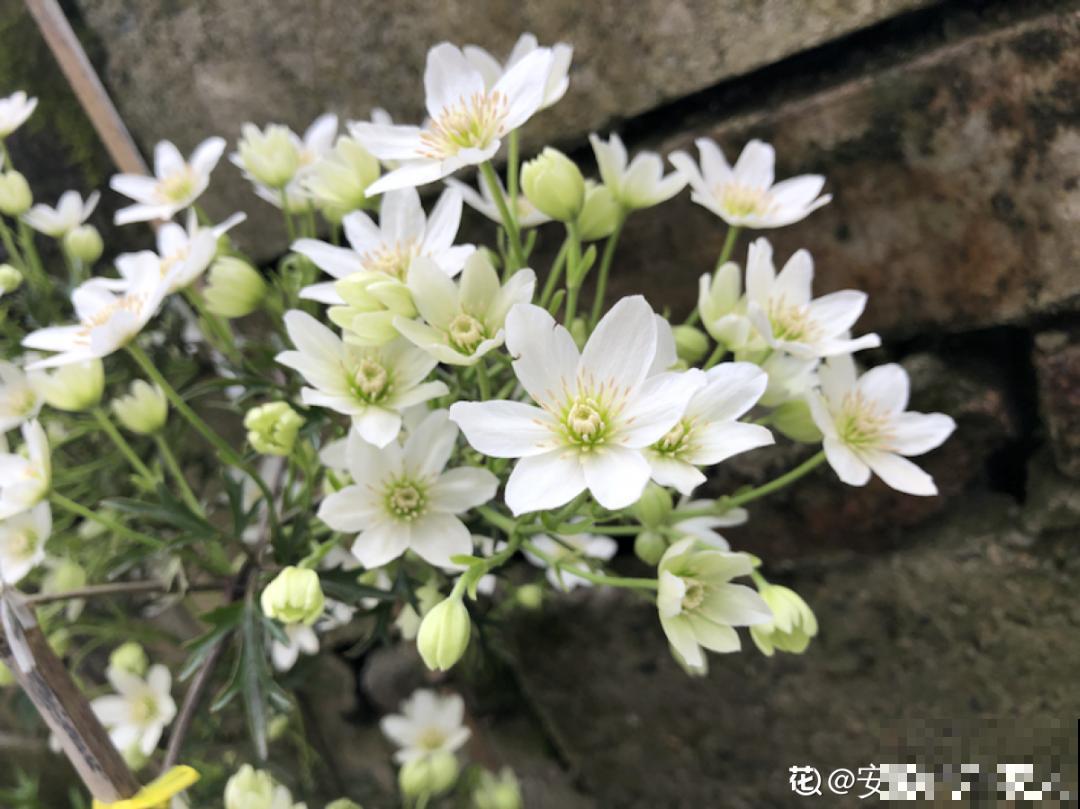 1种花现在剪,芽窜得更多,开出整面大花墙 1种花现在剪,芽窜得更多,开出整面大花墙