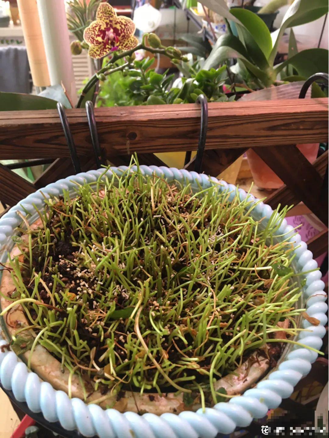 9种花,夏天剃个小平头,平平稳稳度夏天 9种花,夏天剃个小平头,平平稳稳度夏天