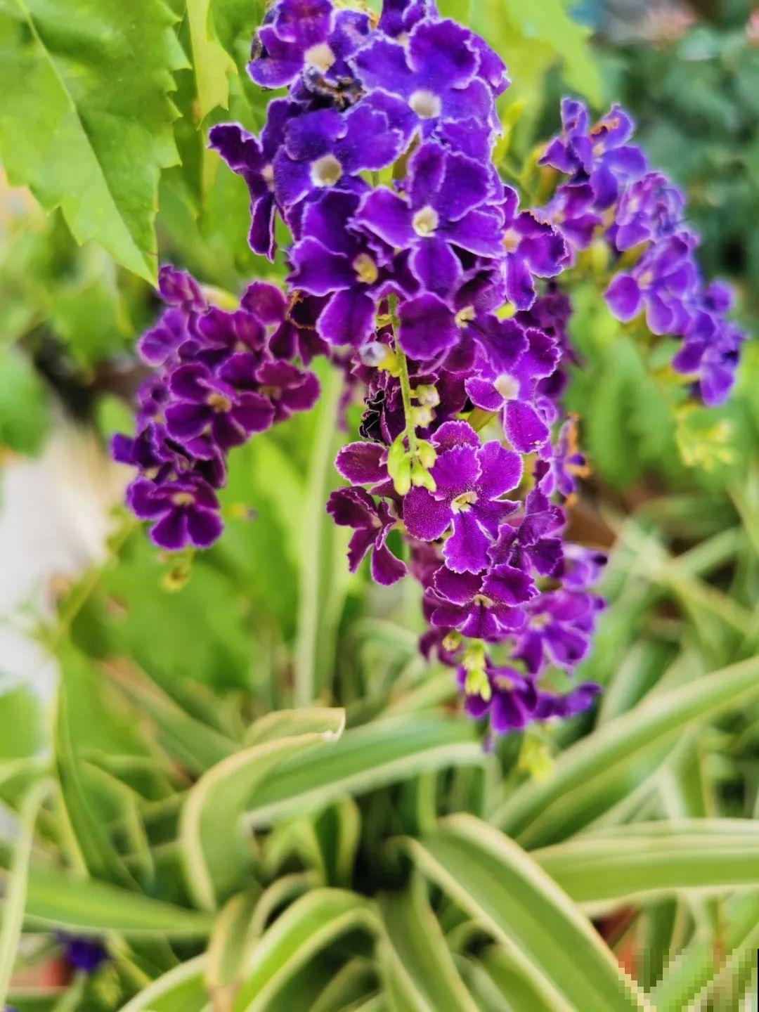 10种花,不怕风吹雨淋,不怕暴晒干旱,四季爆开花,堪称花坚强! 10种花,不怕风吹雨淋,不怕暴晒干旱,四季爆开花,堪称花坚强!