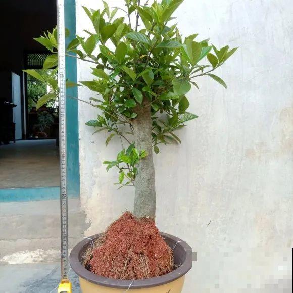 6种花扦插,杆子越粗越好活,根长成大扫把! 6种花扦插,杆子越粗越好活,根长成大扫把!