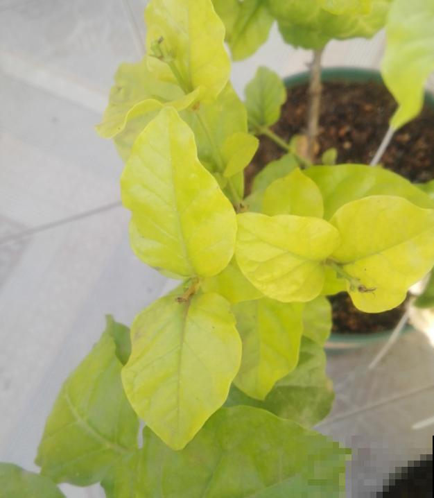 叶子发黄，灌点“补铁水”，7天恢复绿油油！