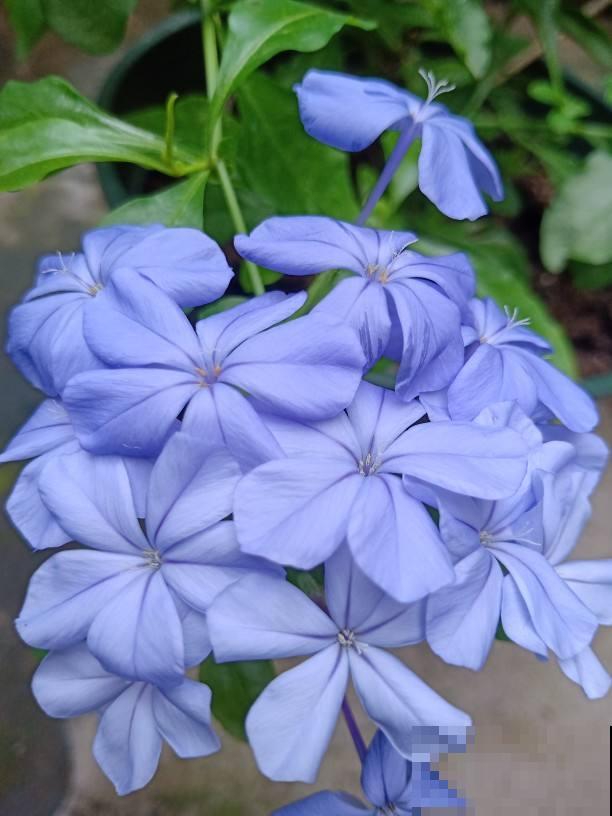 秋天适合播种，土里撒把种子，发芽超快