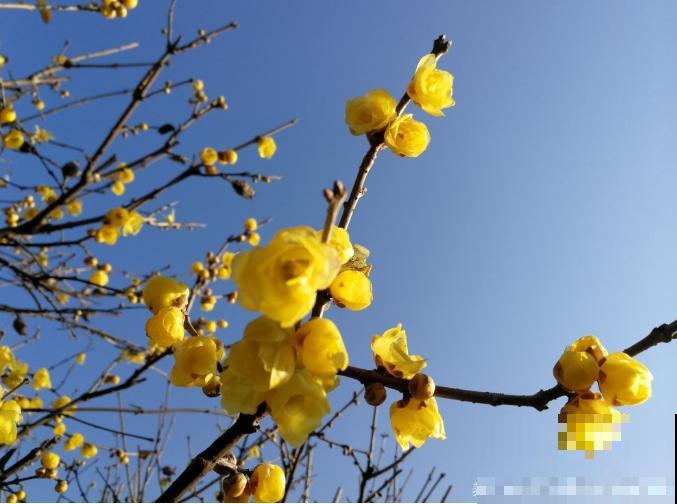 路边常见的4种花，名字里带梅，却不是梅花！