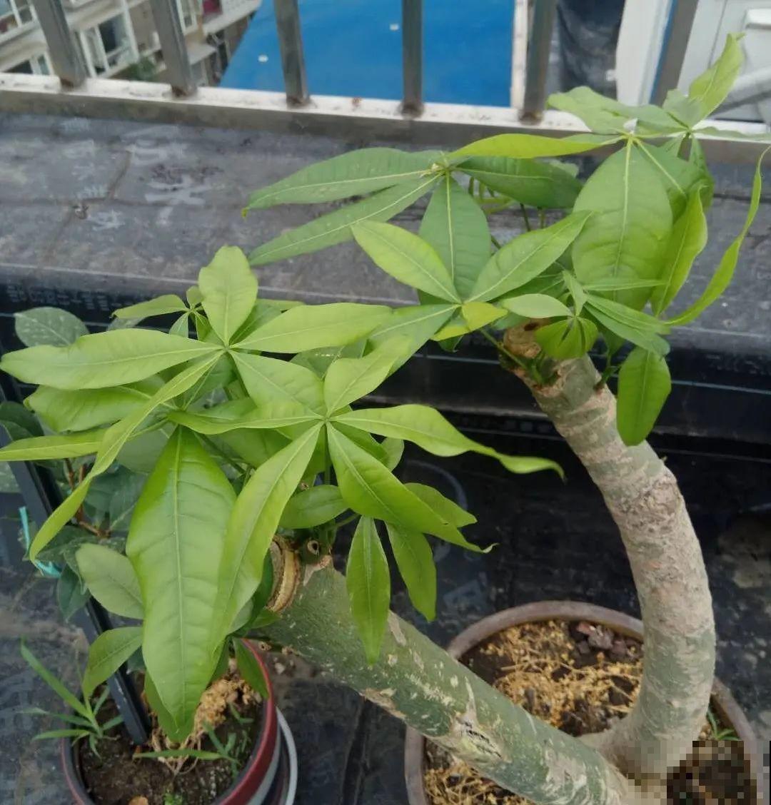 10种花，现在搬出去养，死不了还能长花苞！